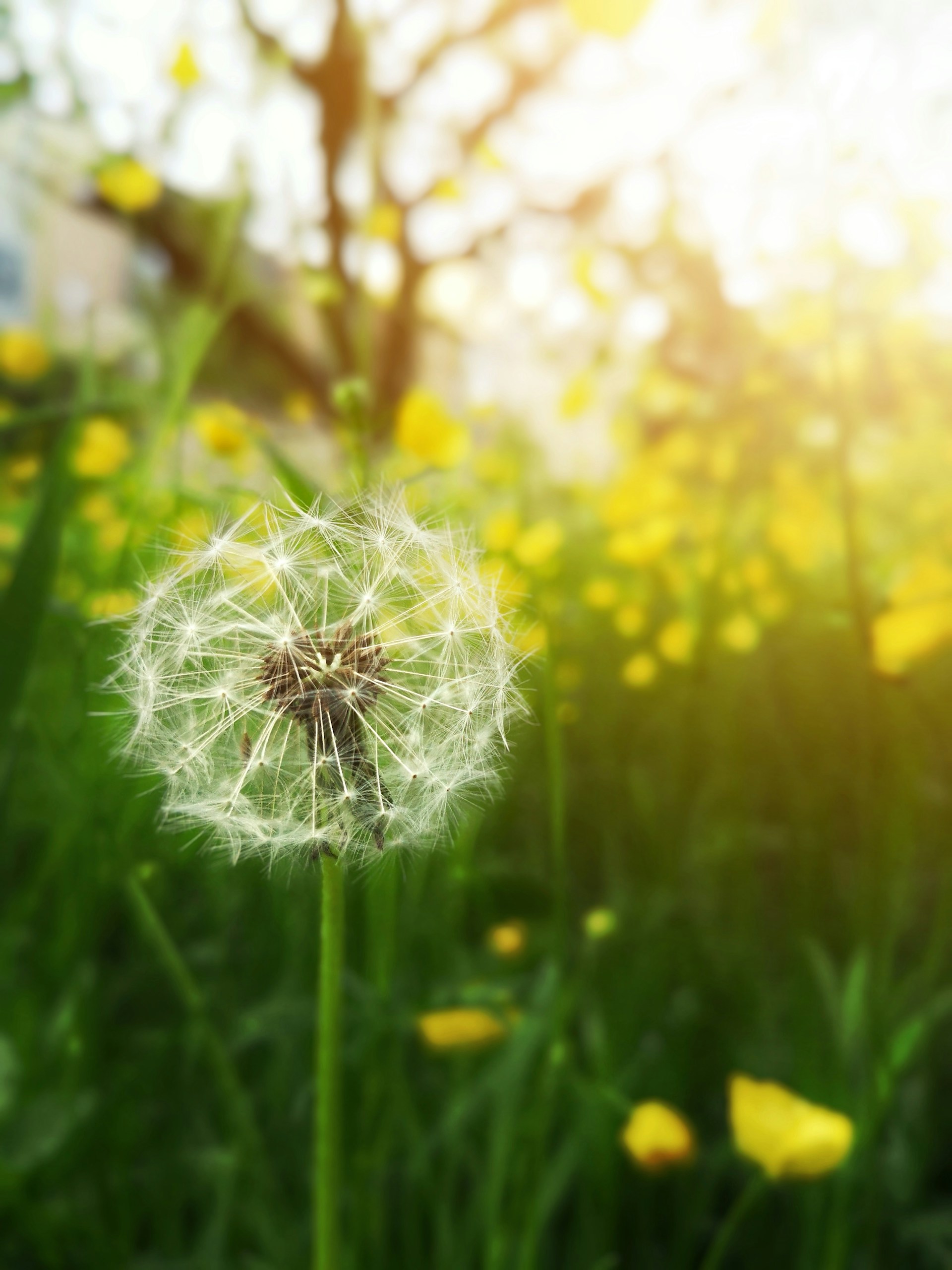 Dandelion in the sun
